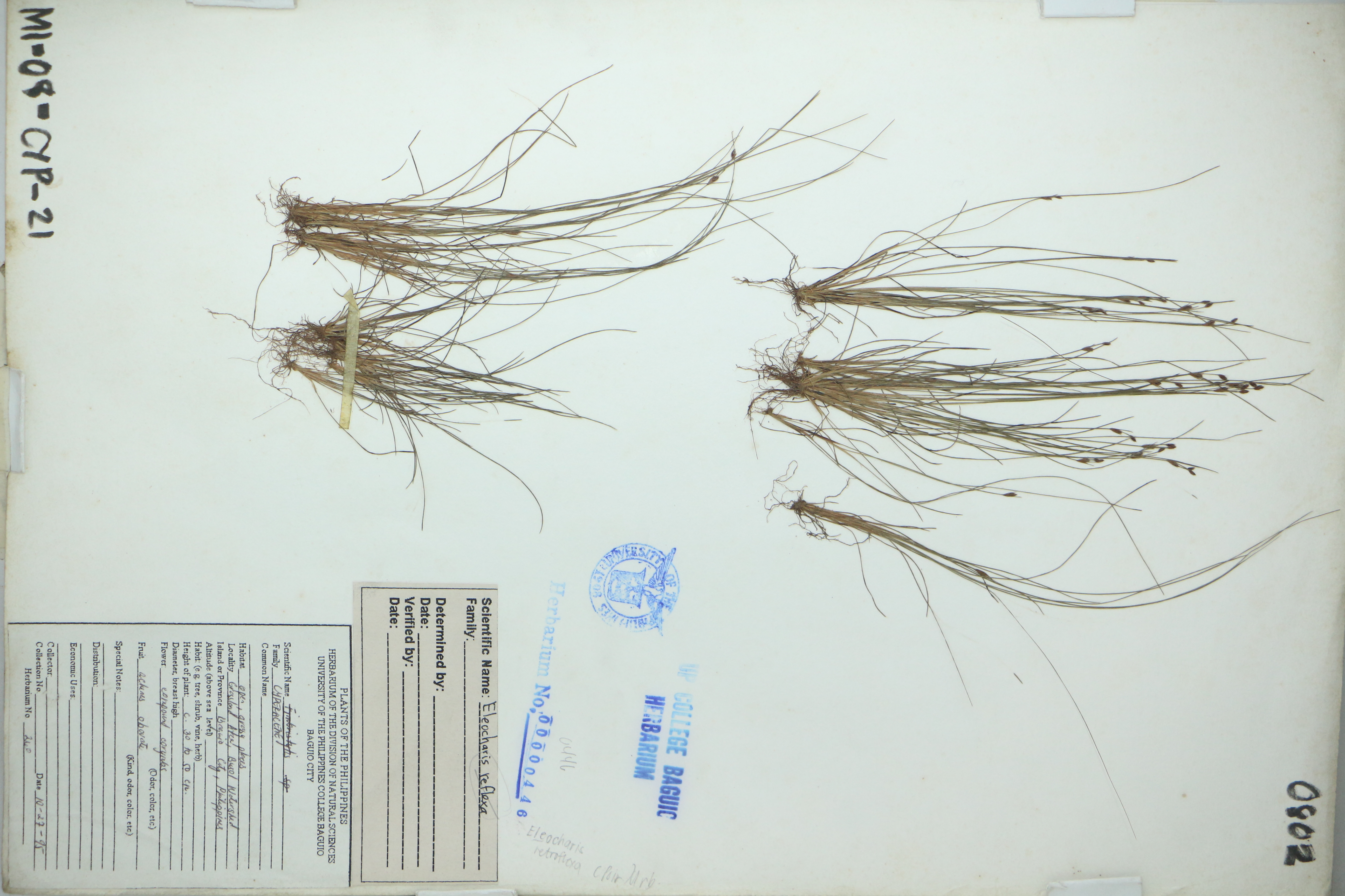 Eleocharis retroflexa