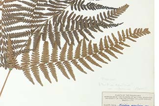 Pteridium revolutum