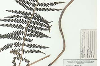 Pteridium revolutum