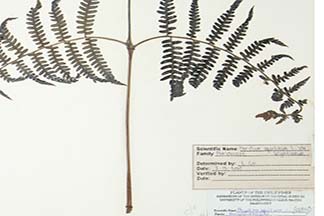 Pteridium revolutum