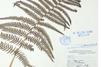 Pteridium revolutum