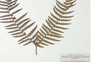 Pteridium revolutum