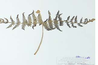 Pteridium revolutum