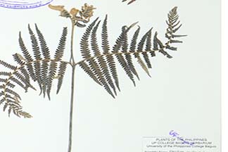 Pteridium revolutum