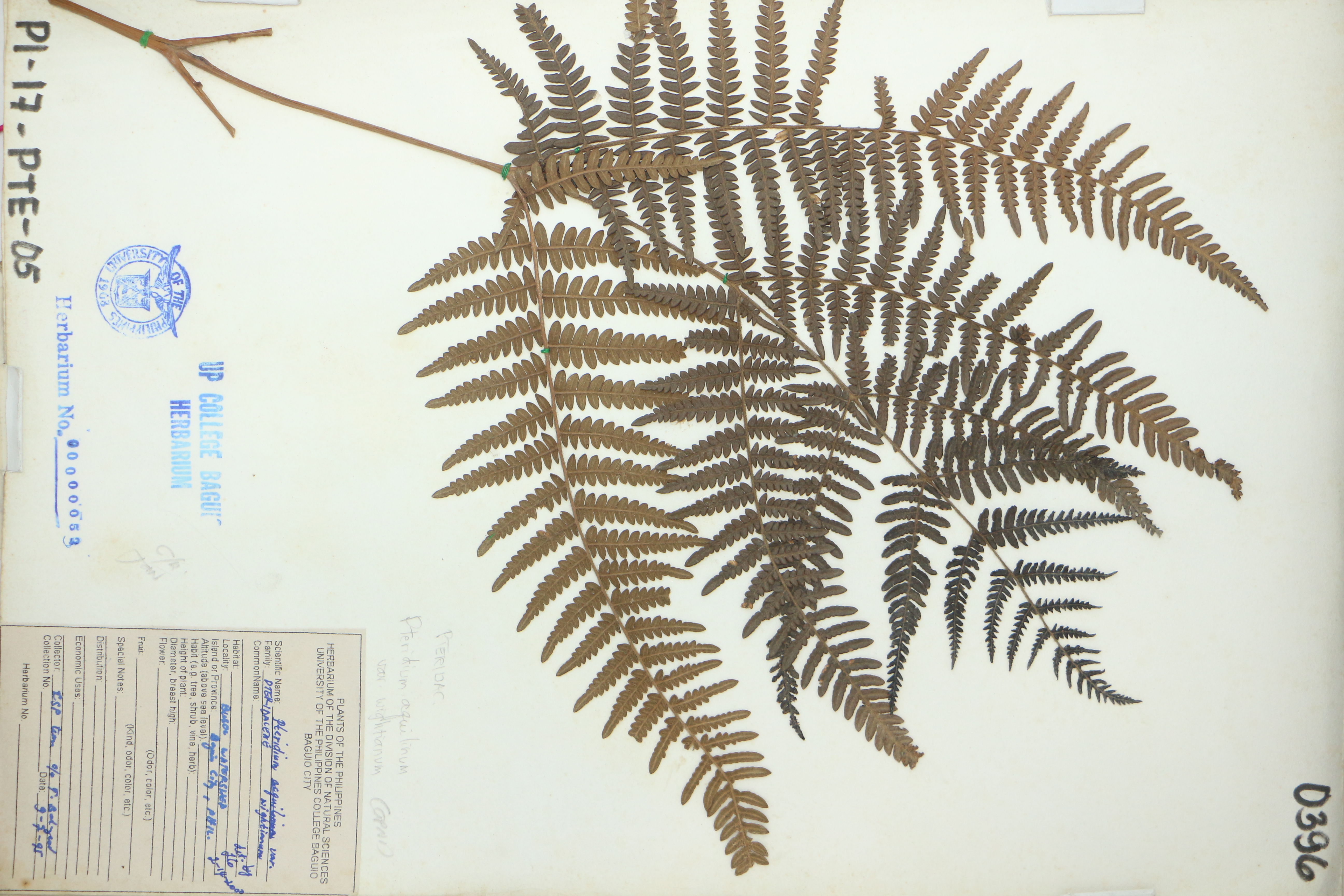 Pteridium revolutum