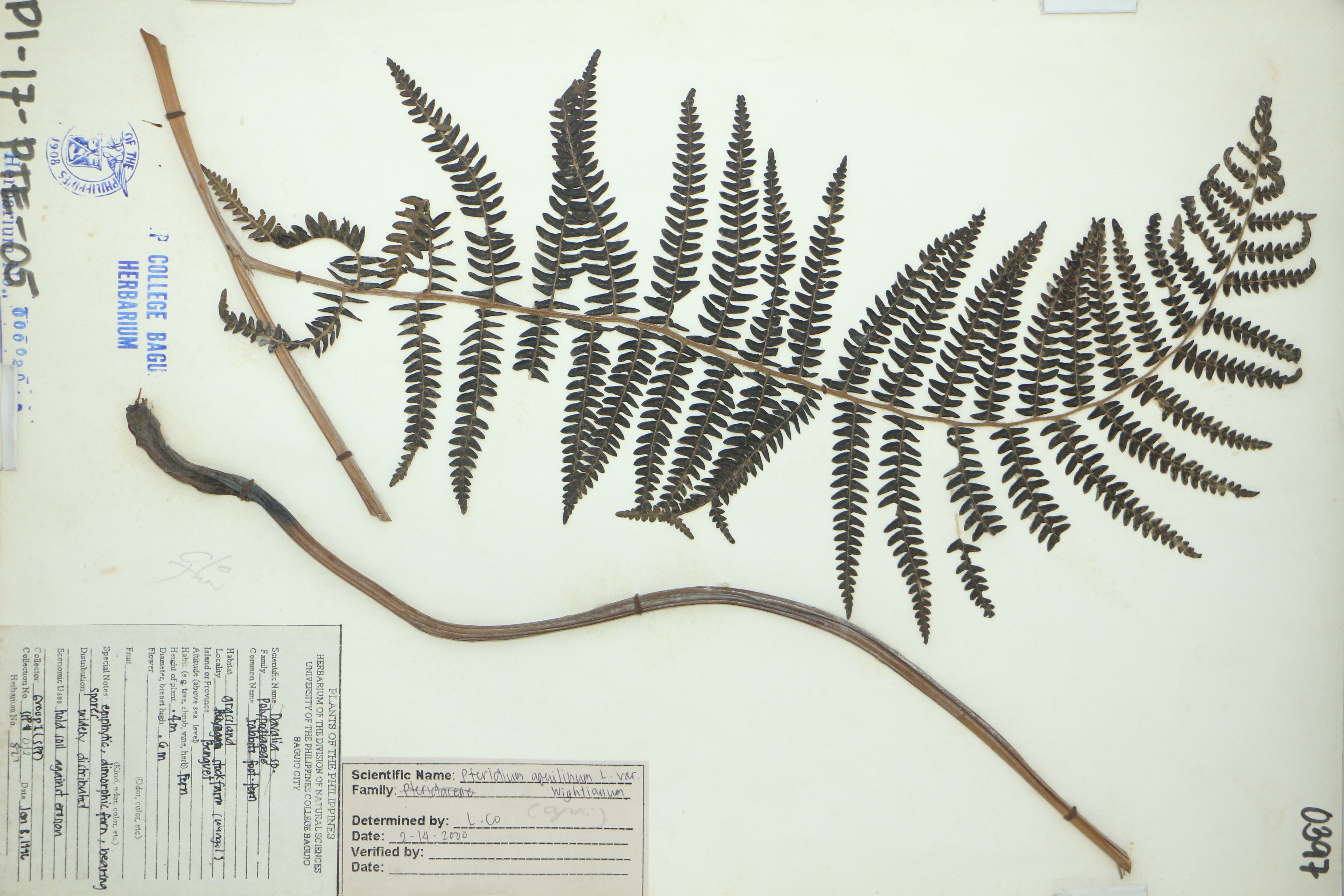 Pteridium revolutum