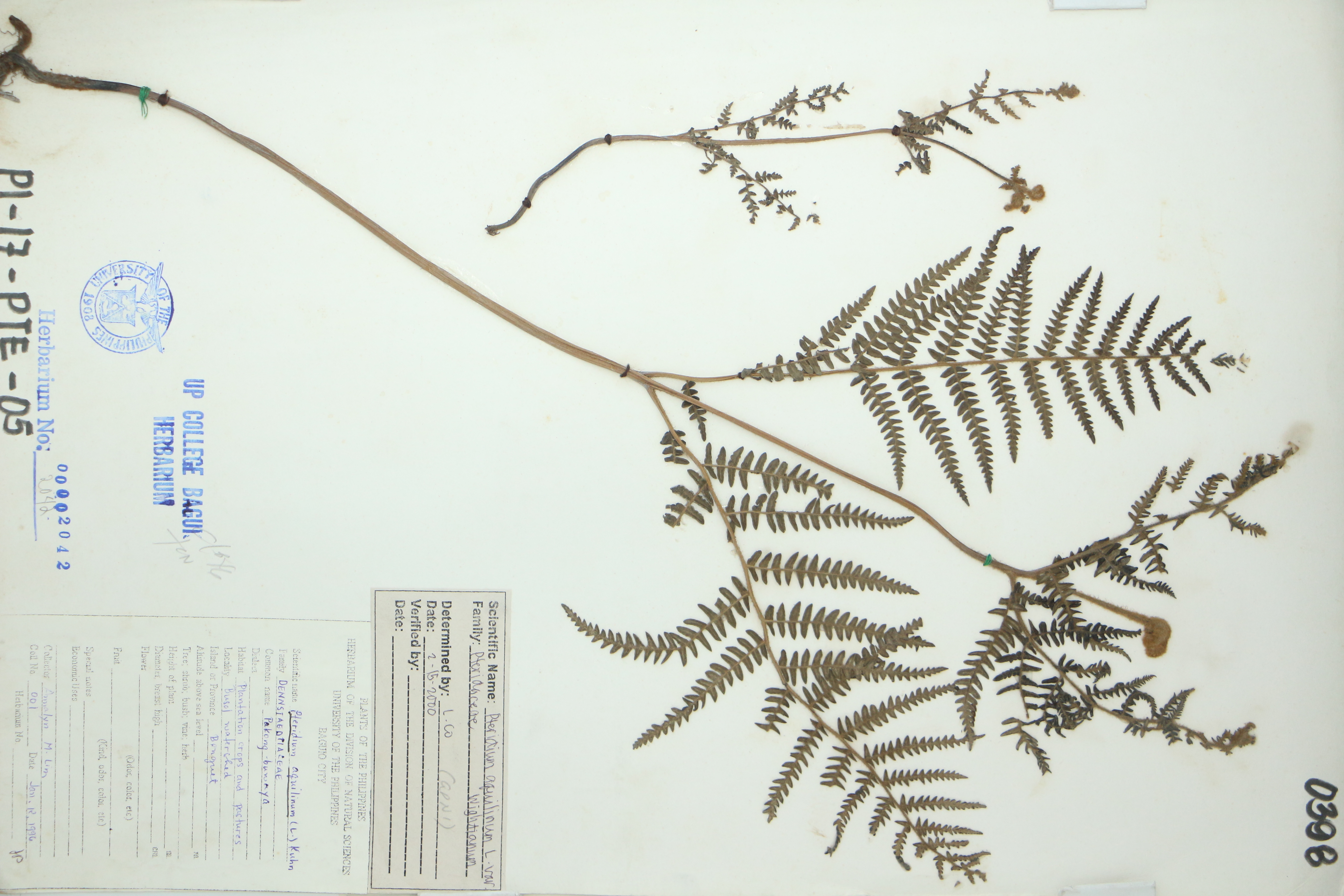 Pteridium revolutum