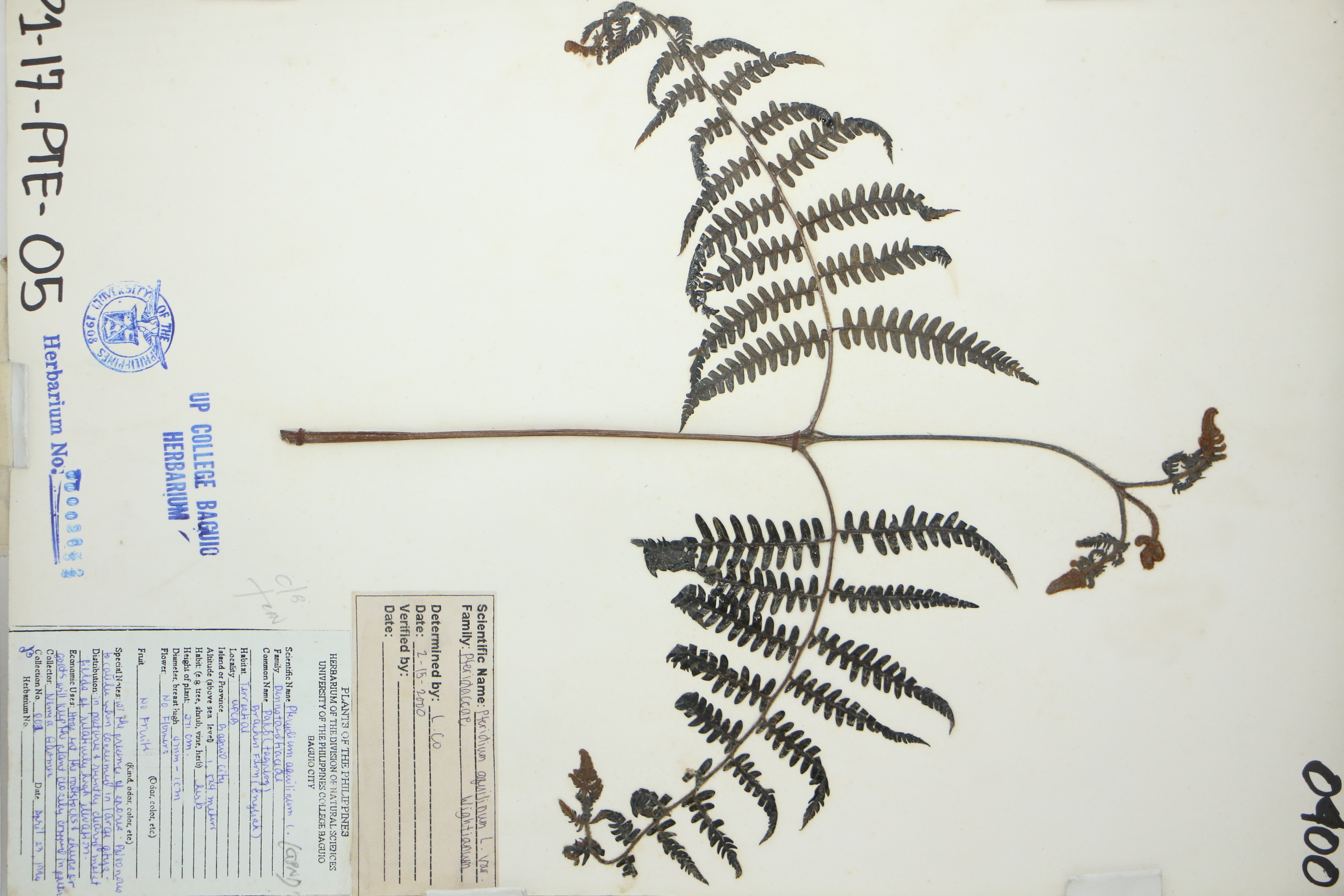 Pteridium revolutum