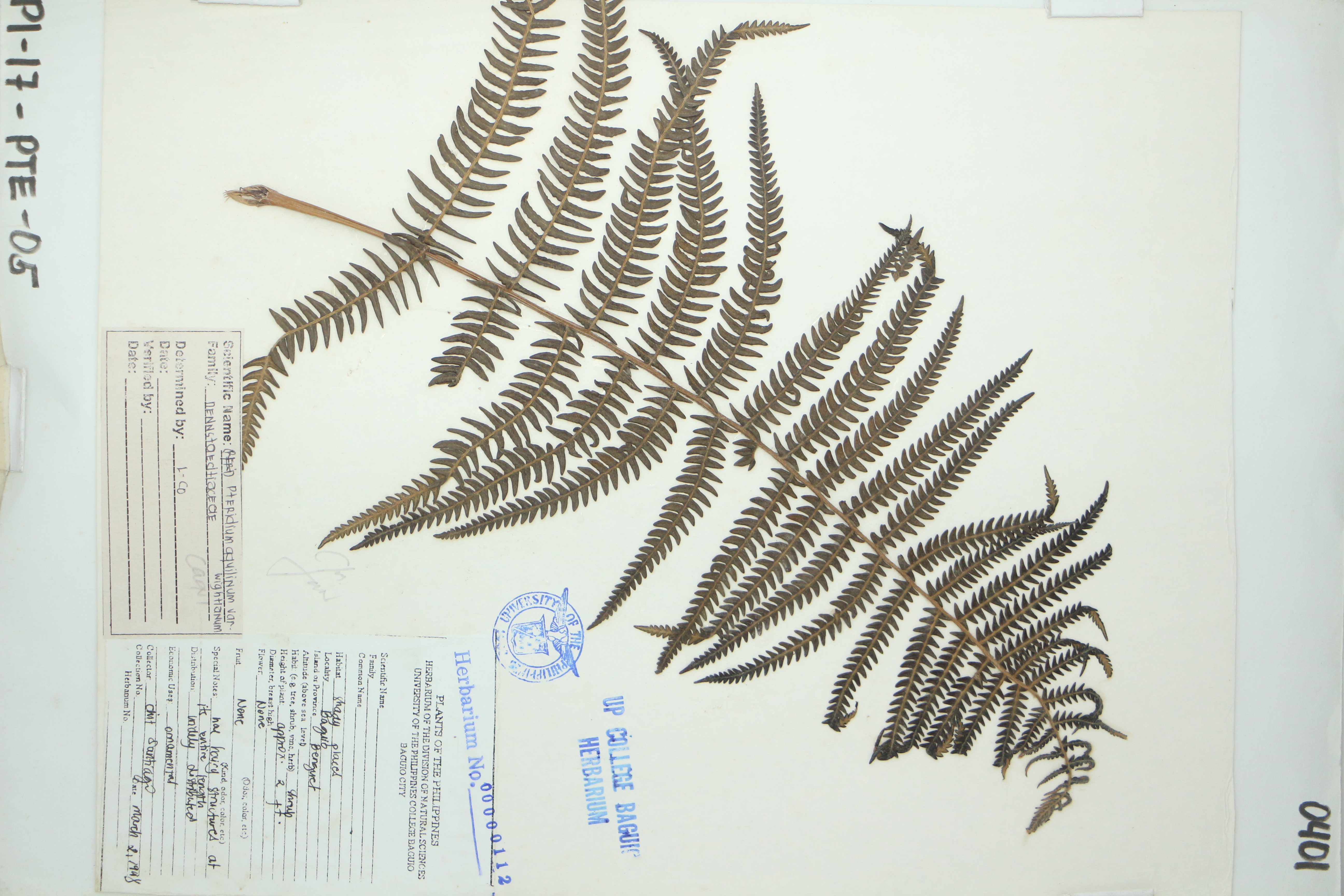 Pteridium revolutum