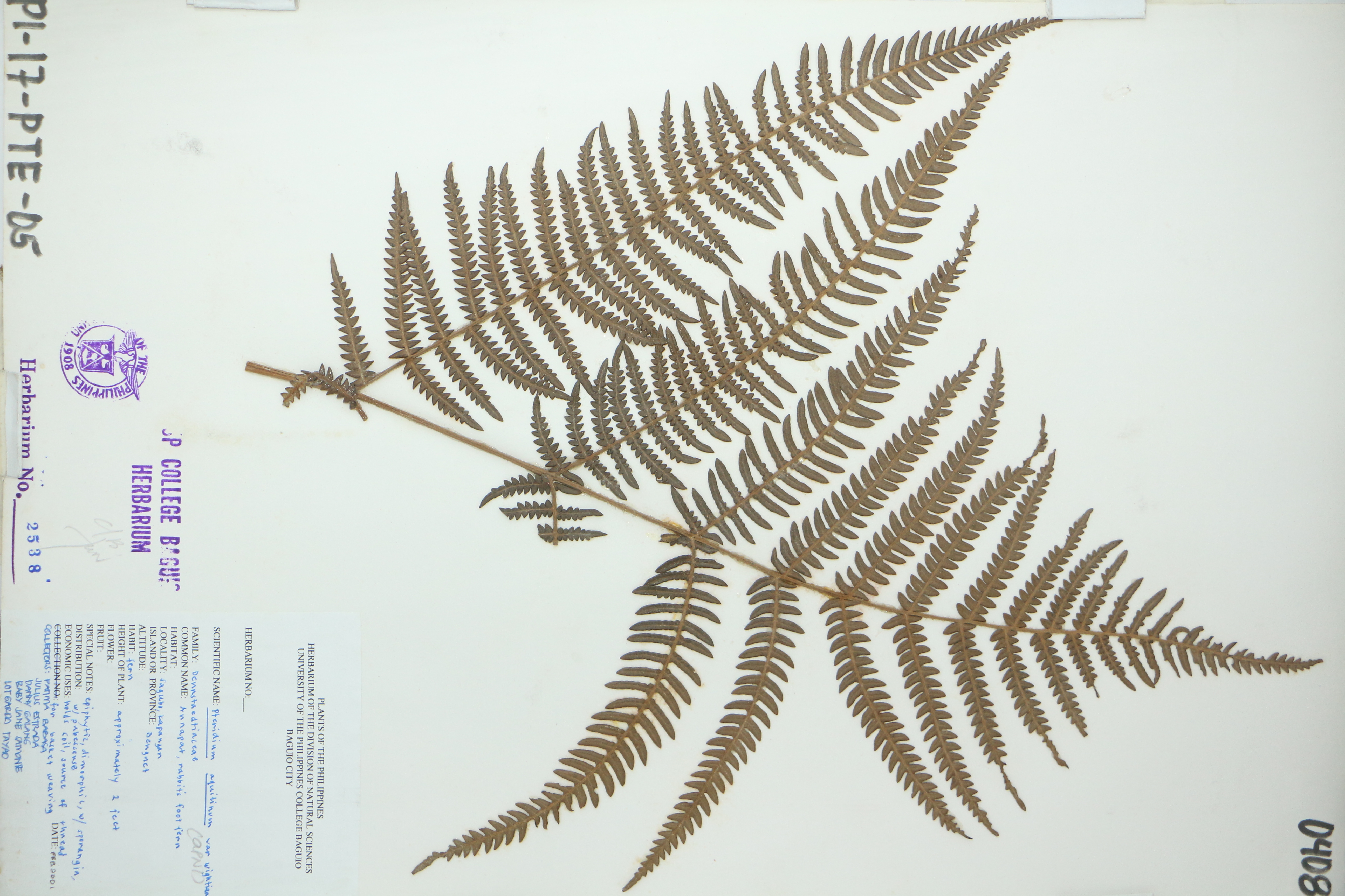 Pteridium revolutum