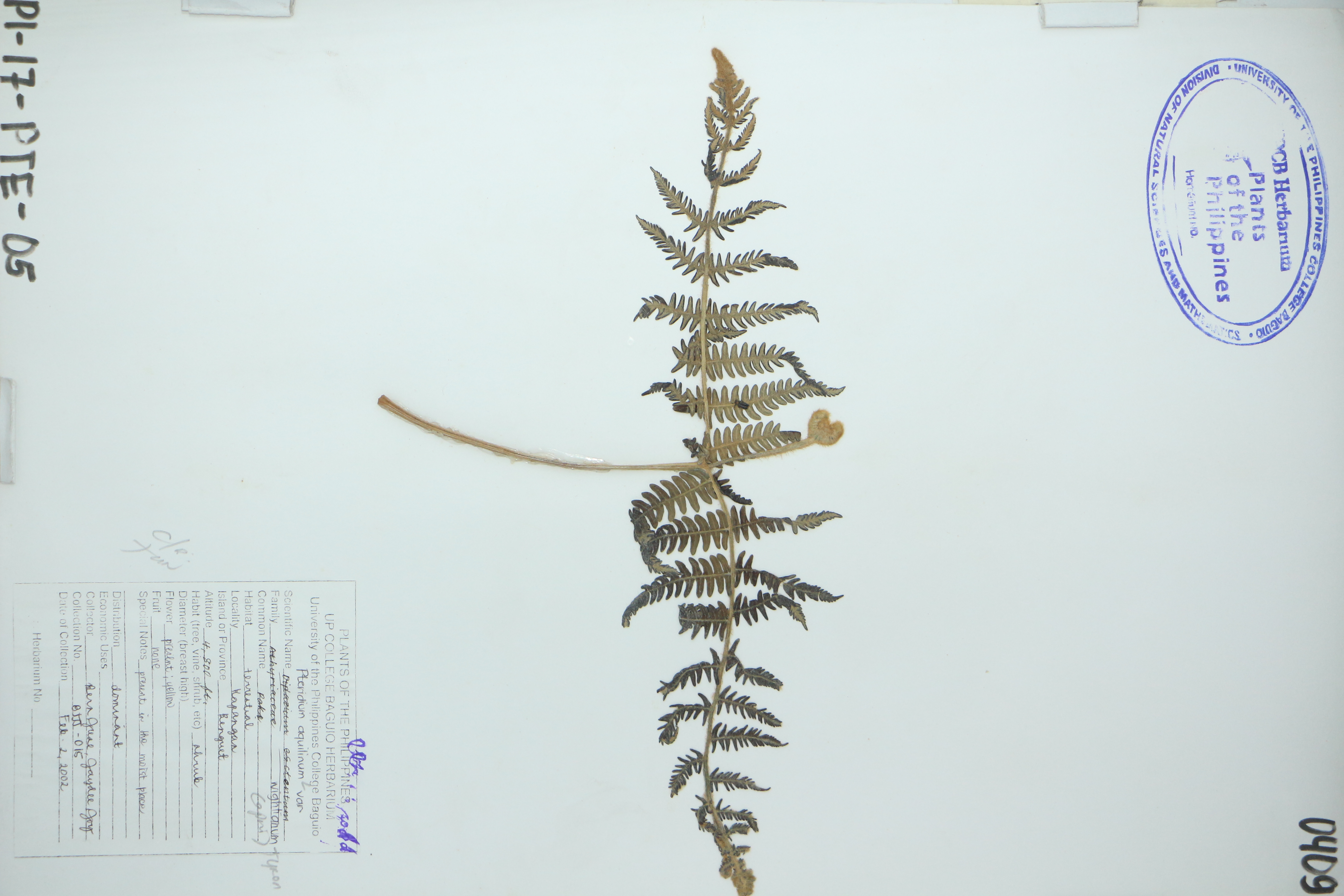 Pteridium revolutum