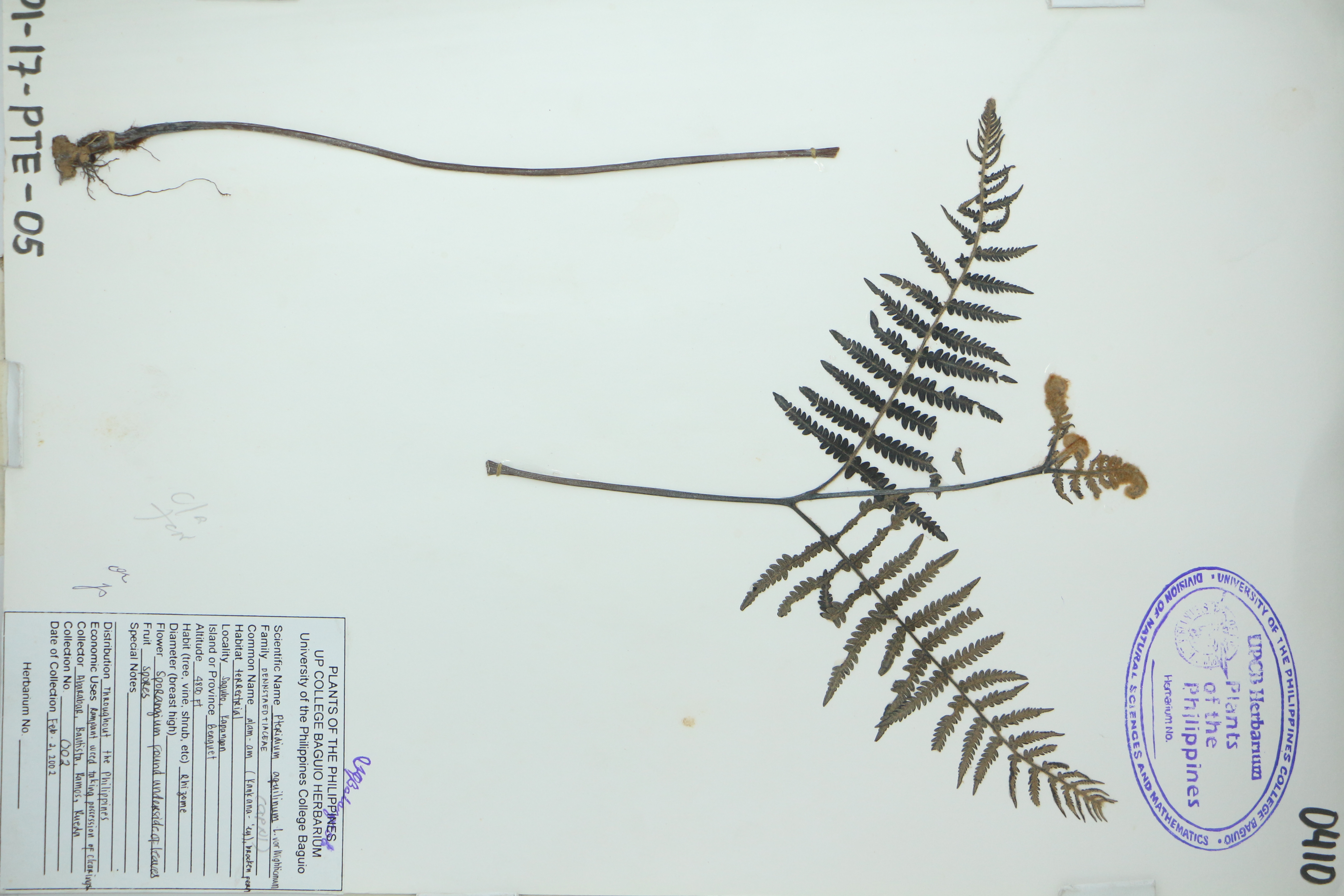 Pteridium revolutum