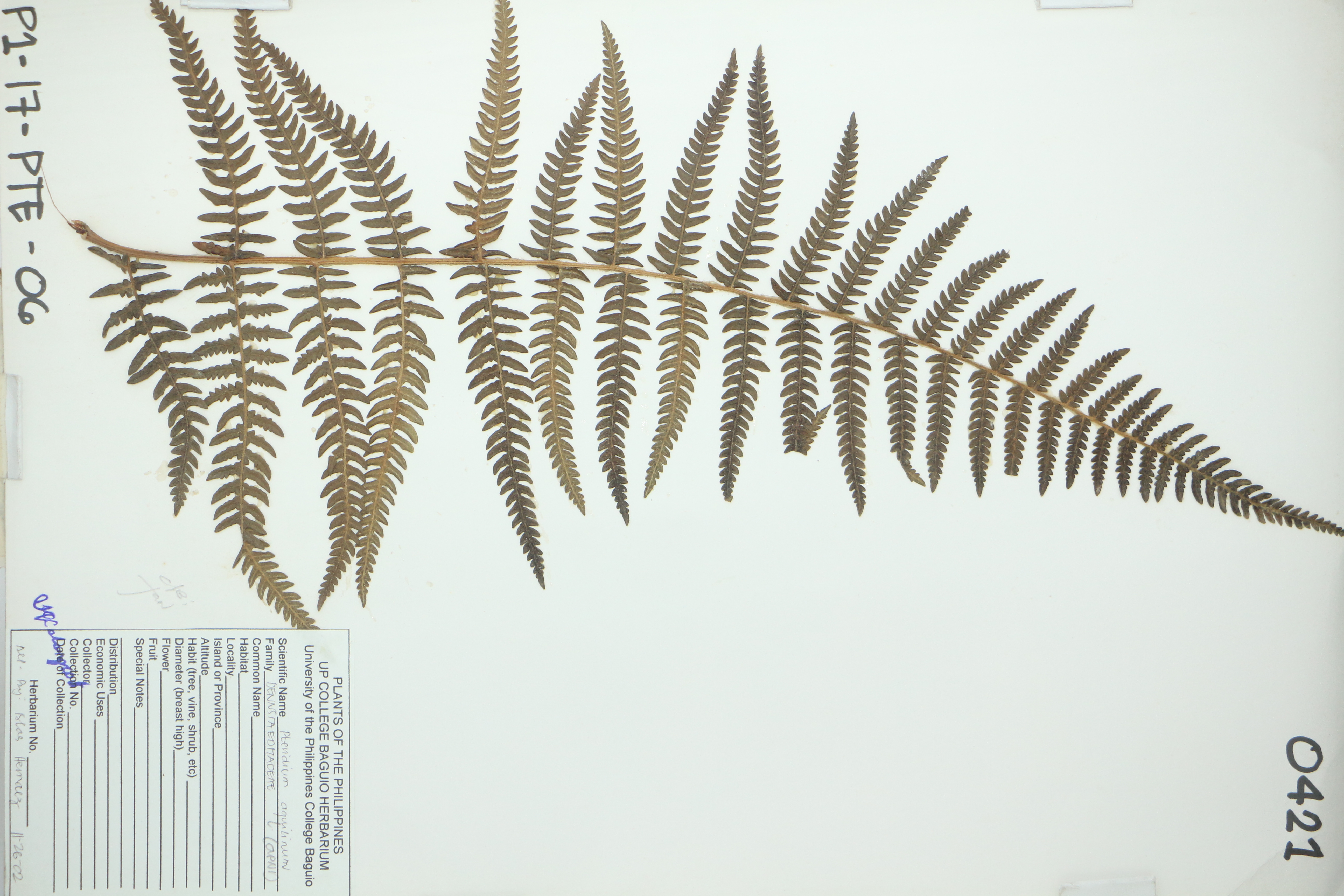 Pteridium aquilinum