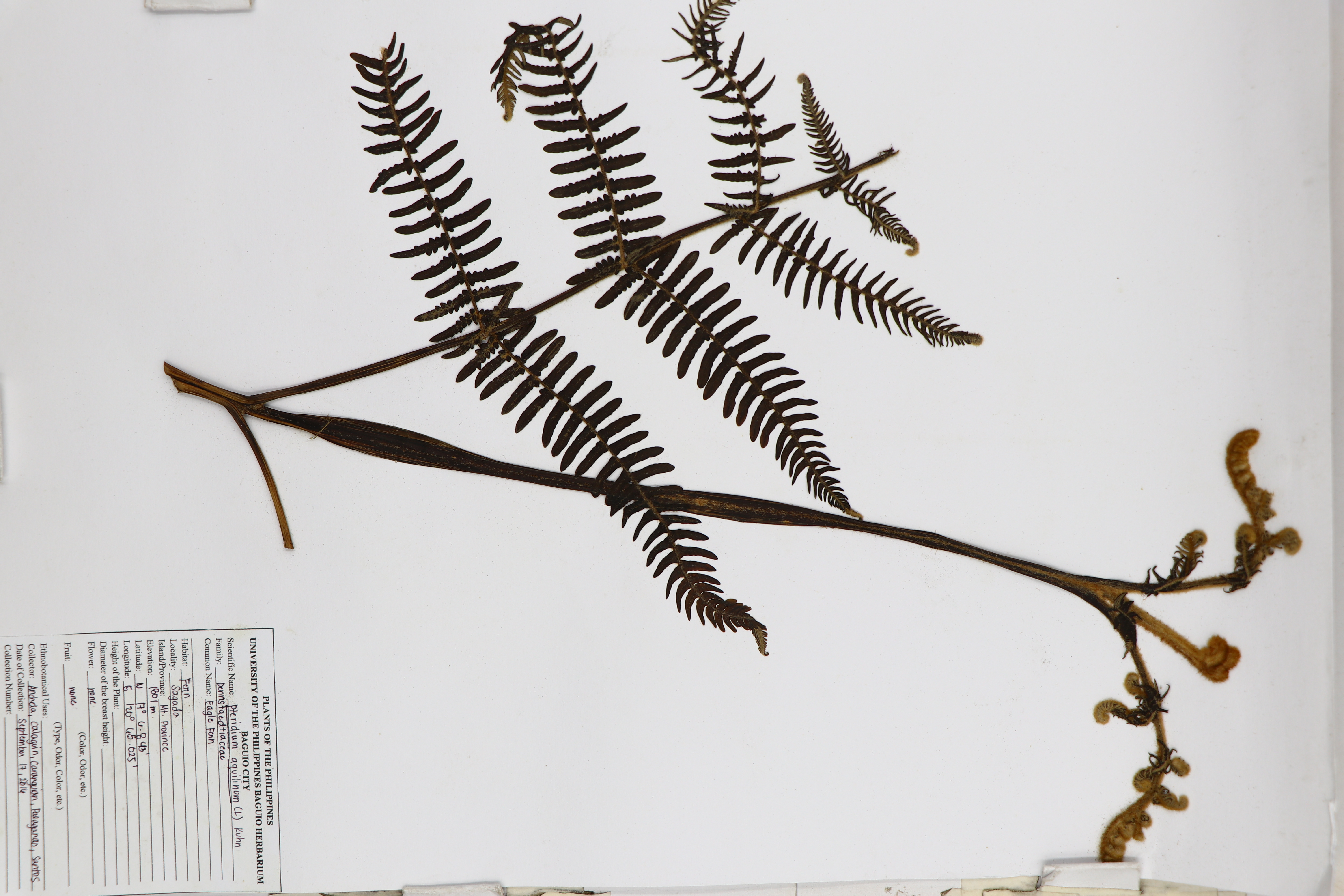 Pteridium aquilinum