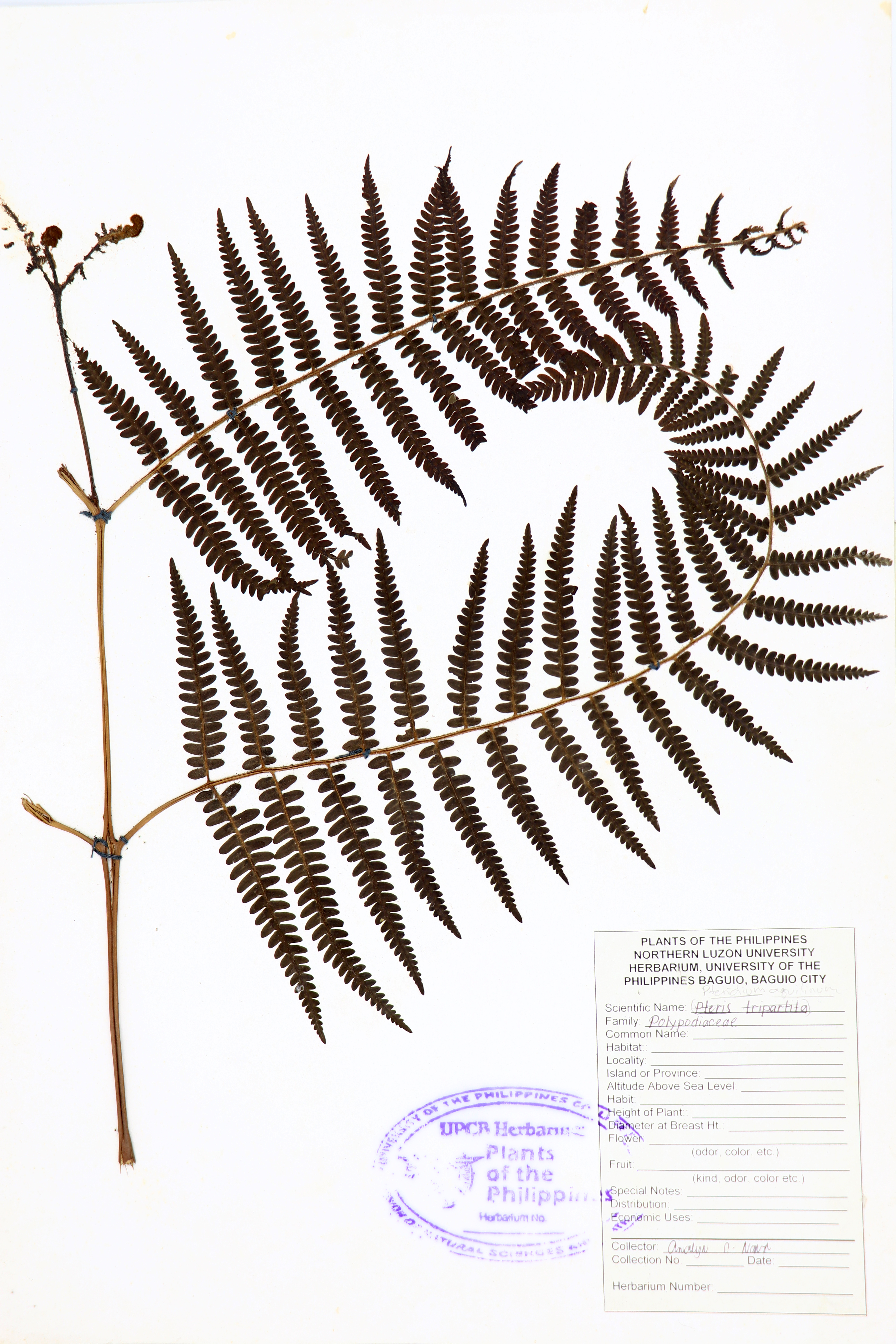 Pteridium aquilinum