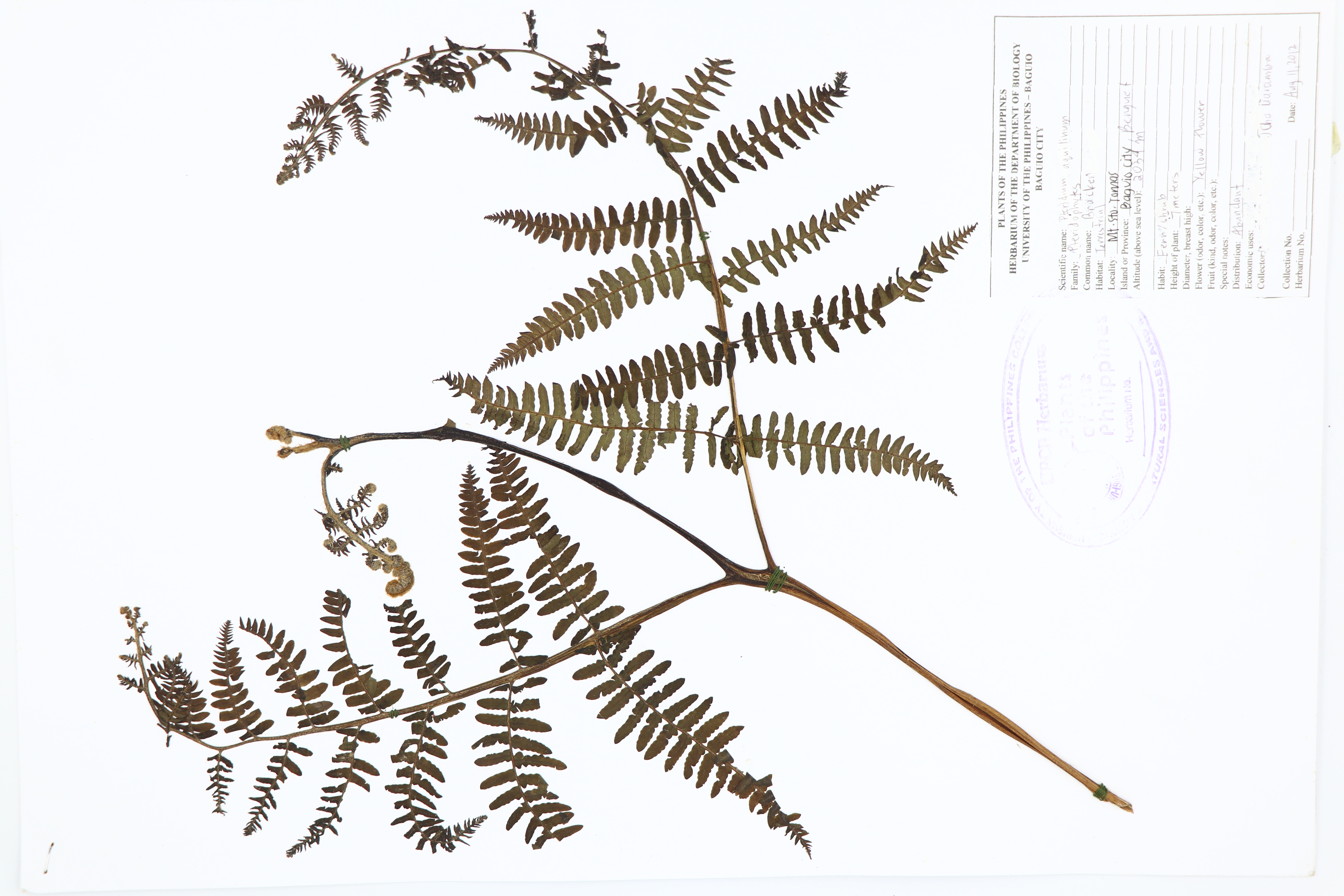 Pteridium aquilinum