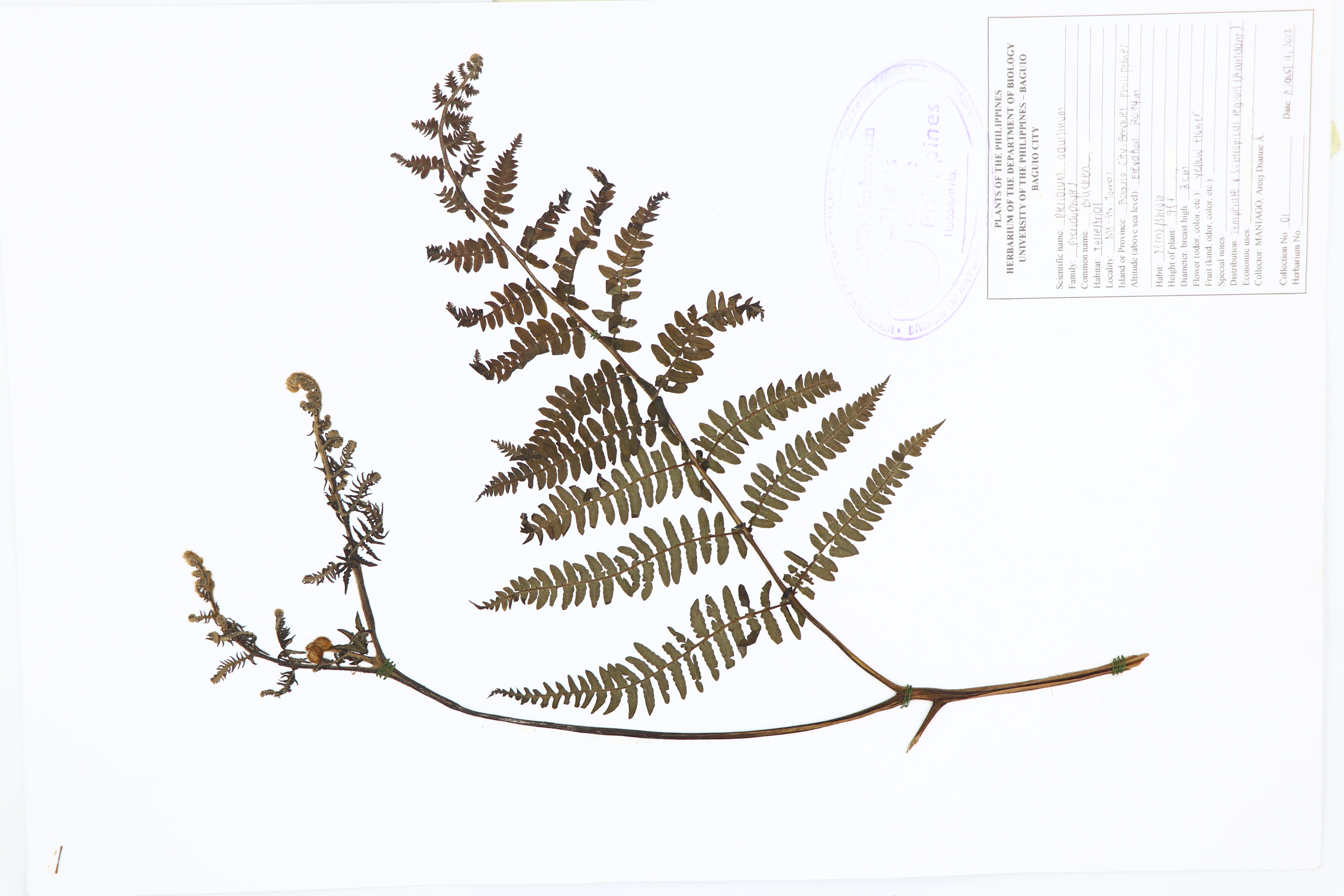 Pteridium aquilinum