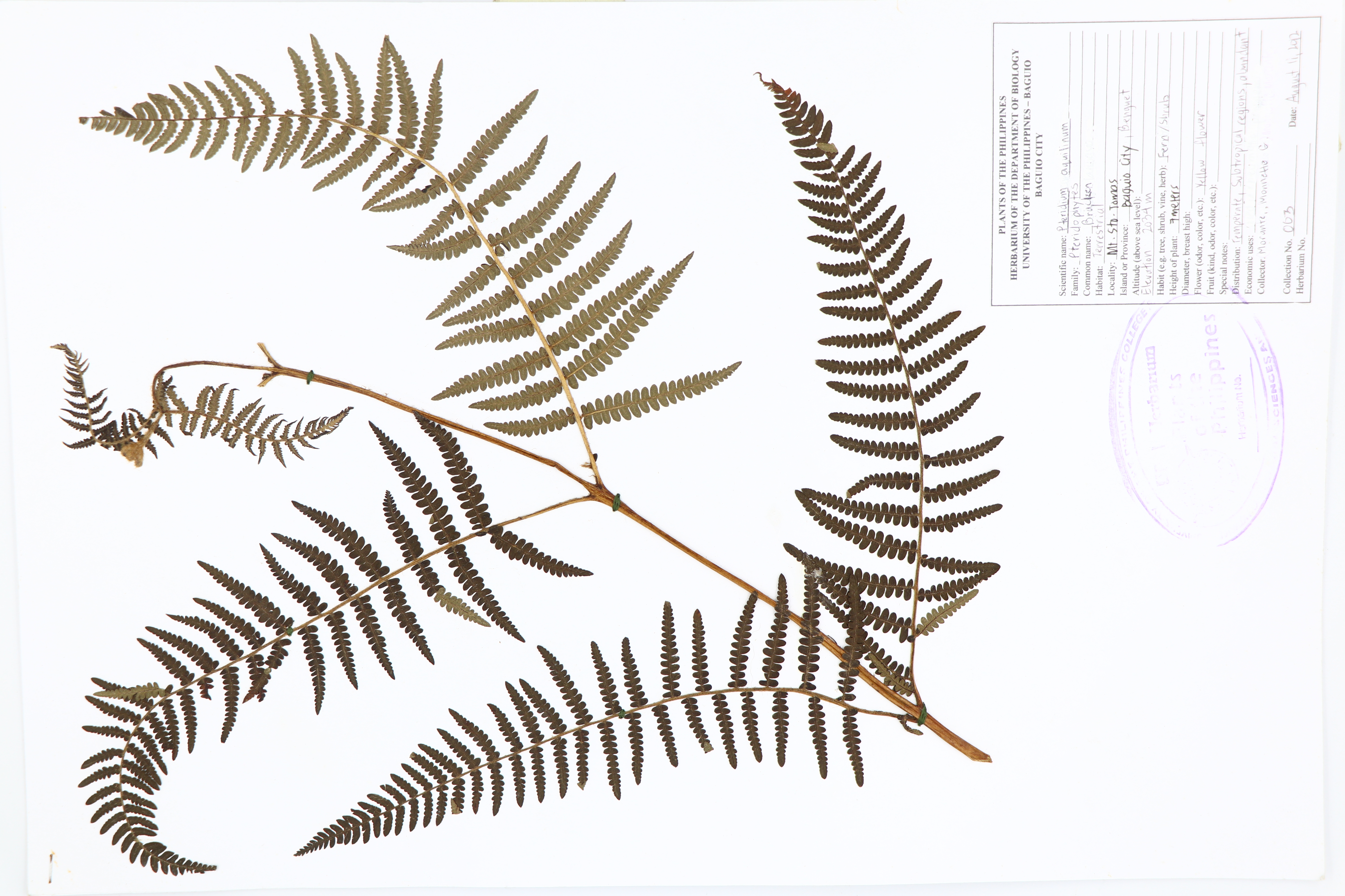 Pteridium aquilinum