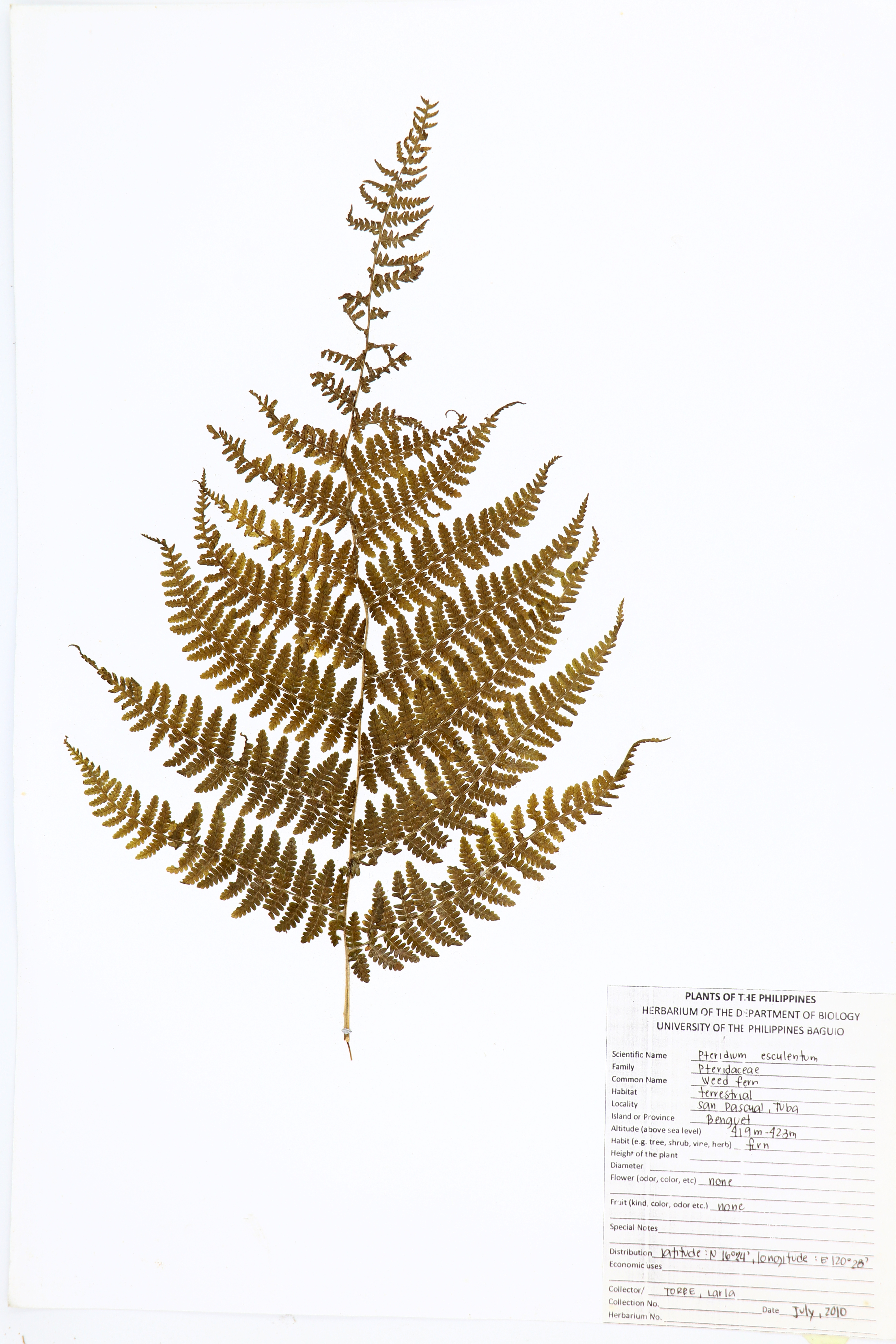 Pteridium esculentum