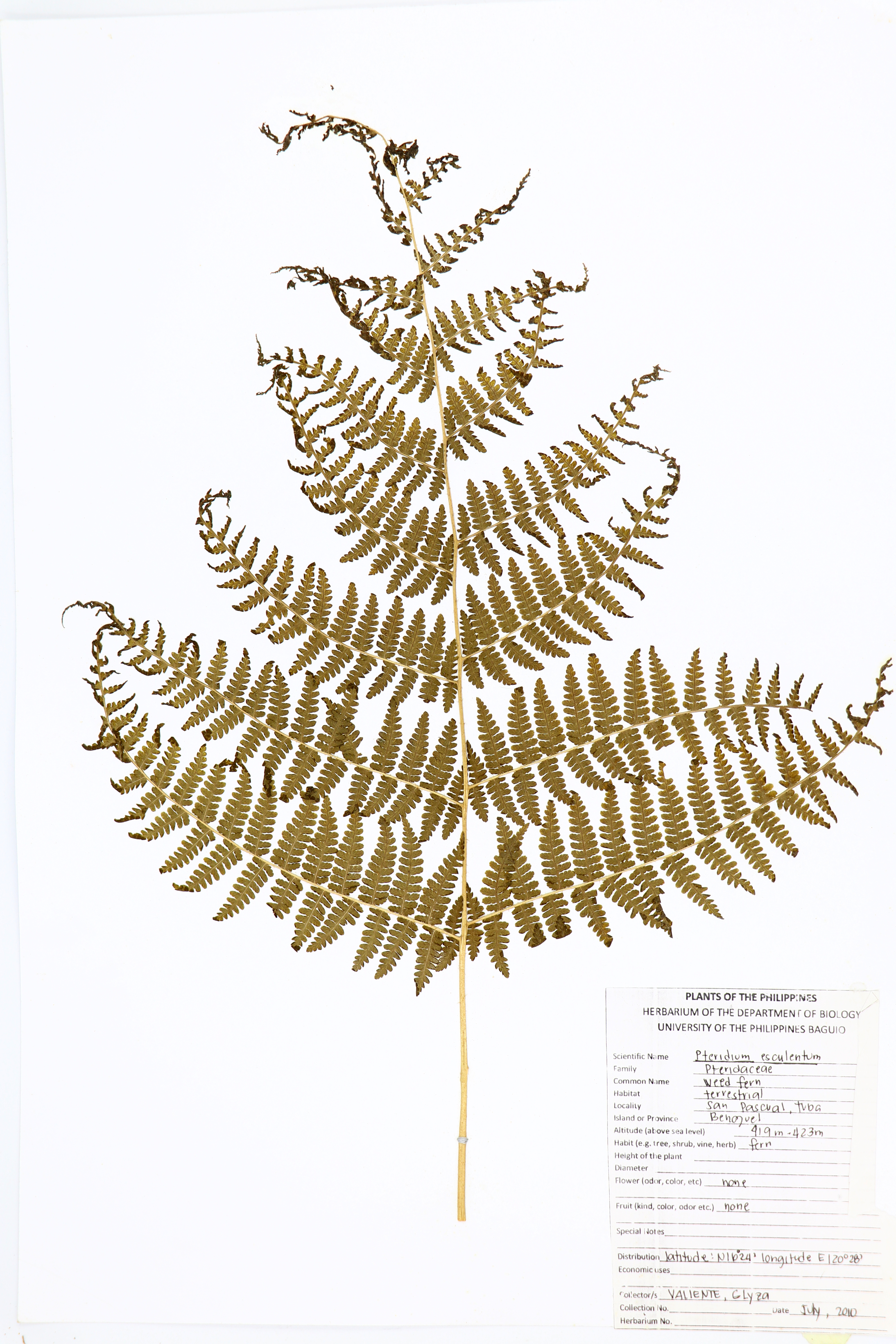 Pteridium esculentum