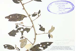 Elaeagnus triflora