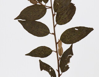 Elaeagnus triflora