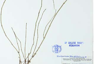 Equisetum ramosissimum subsp. debile