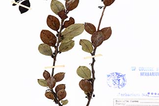 Diplycosia luzonica var. calelanensis