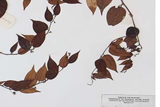 Gaultheria leucocarpa var. cumingiana