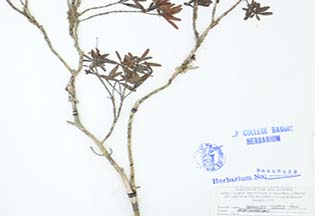 Rhododendron quadrasianum
