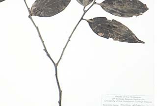 Vaccinium platyphyllum