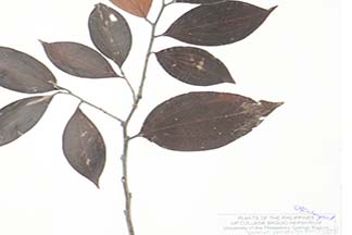 Vaccinium platyphyllum
