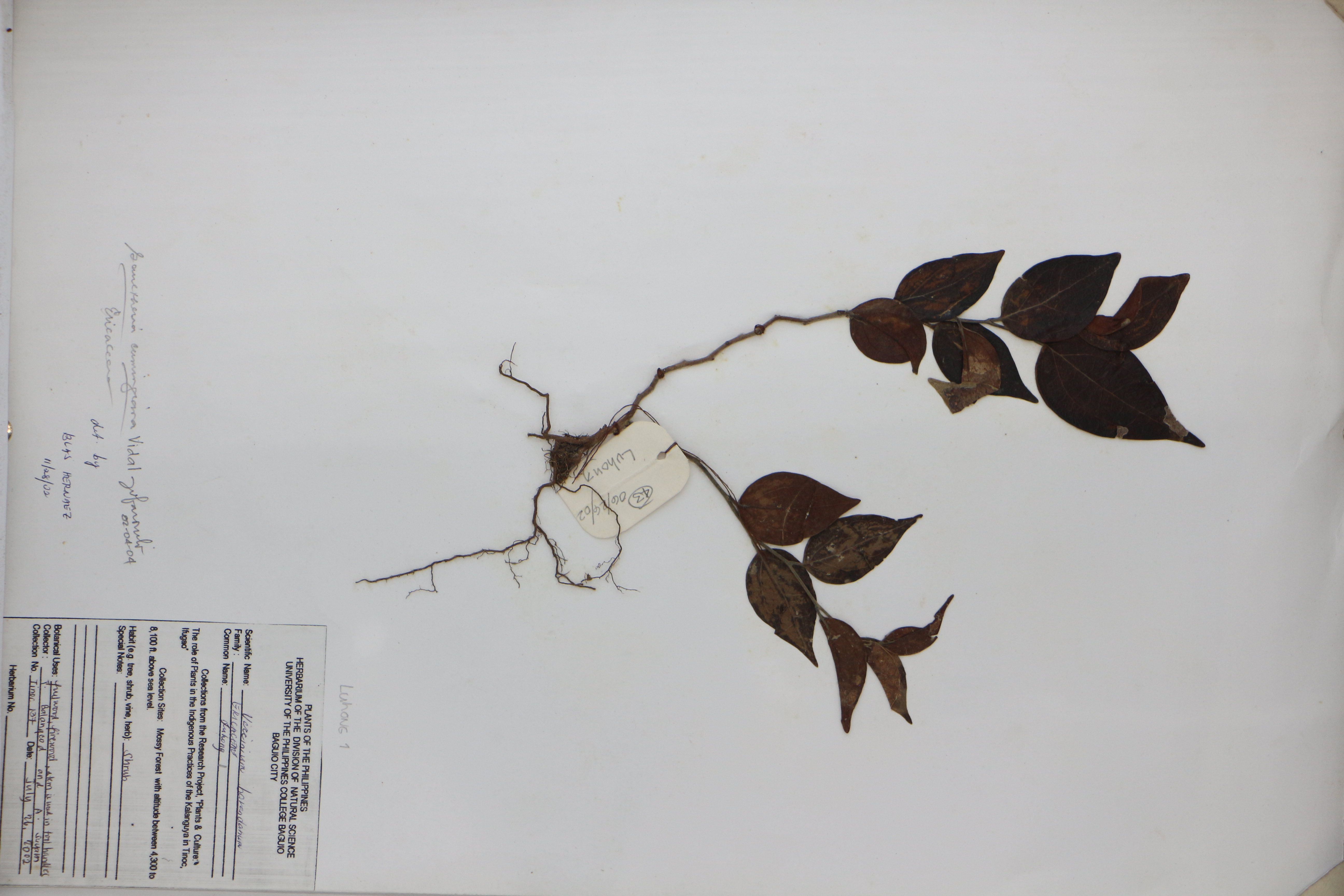 Gaultheria leucocarpa var. cumingiana