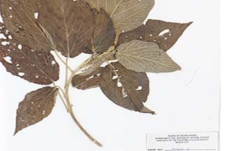 Acalypha amentacea