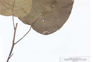 Macaranga dipterocarpifolia