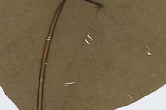 Macaranga tanarius