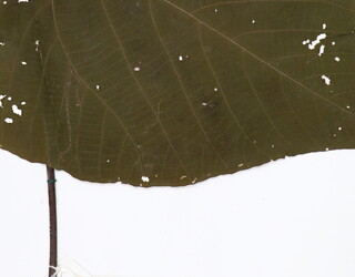 Macaranga tanarius