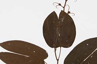 Bauhinia scandens