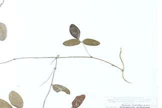 Cajanus scarabaeoides