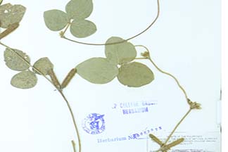 Calopogonium mucunoides