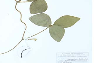 Calopogonium mucunoides