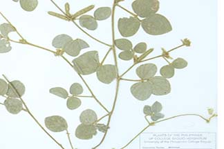 Calopogonium mucunoides