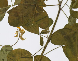 Crotalaria pallida var. obovata