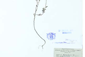 Desmodium microphyllum