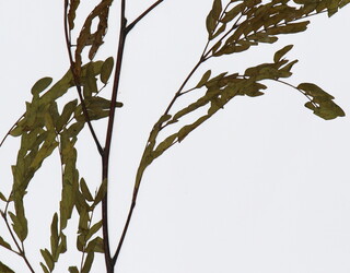 Leucaena leucocephala