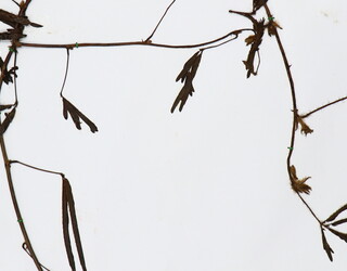 Mimosa pudica