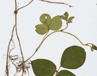 Mucuna pruriens