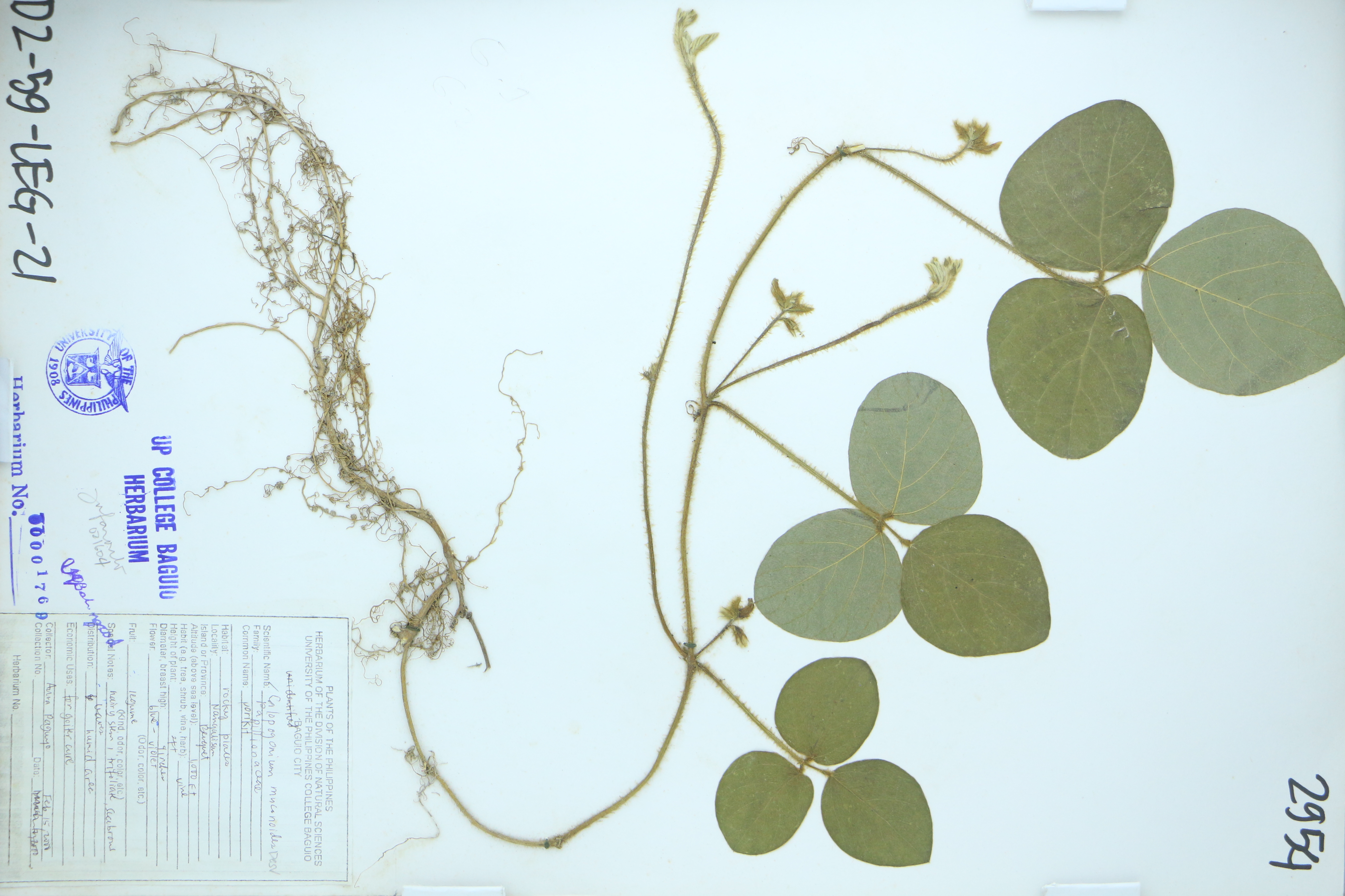 Calopogonium mucunoides