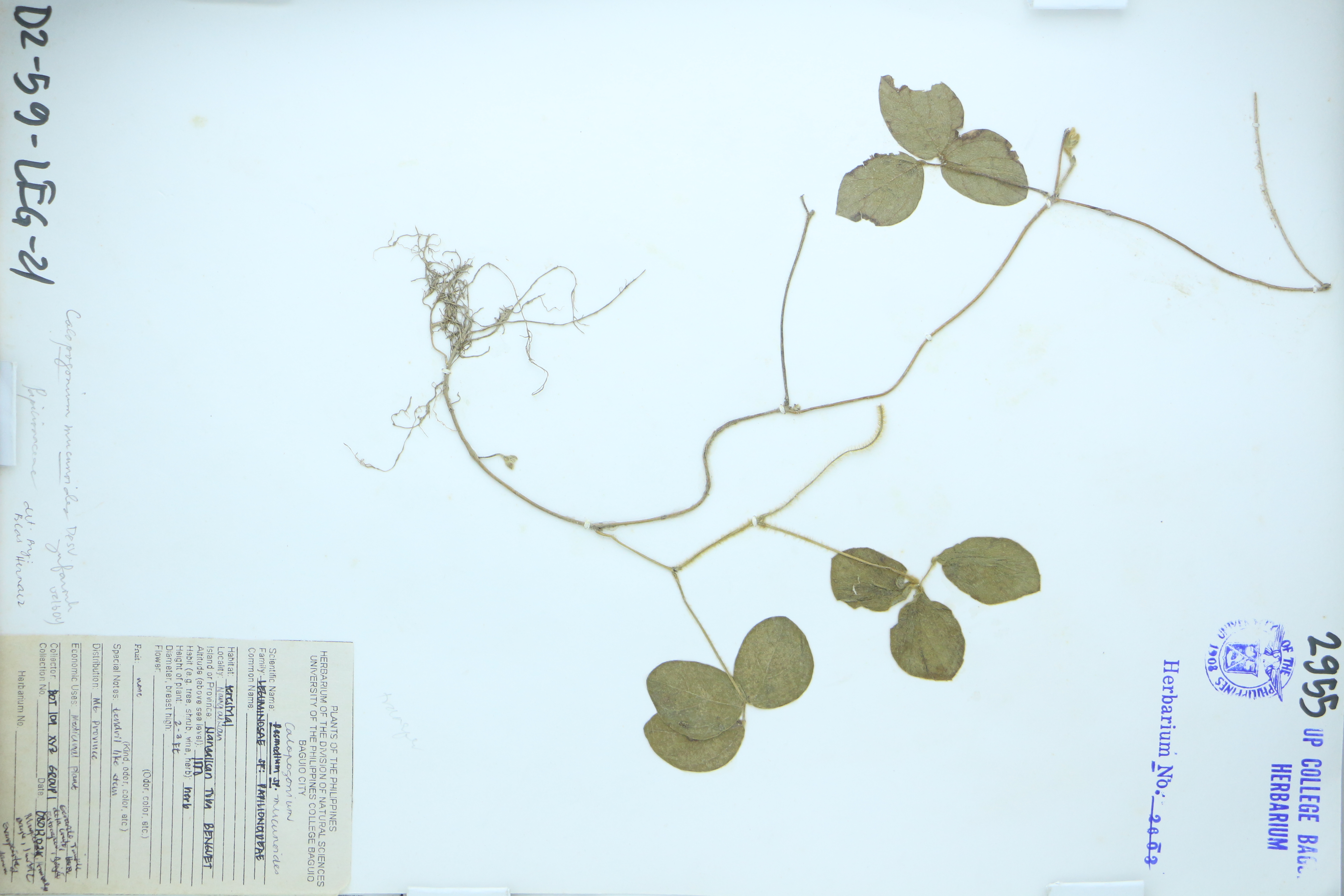 Calopogonium mucunoides