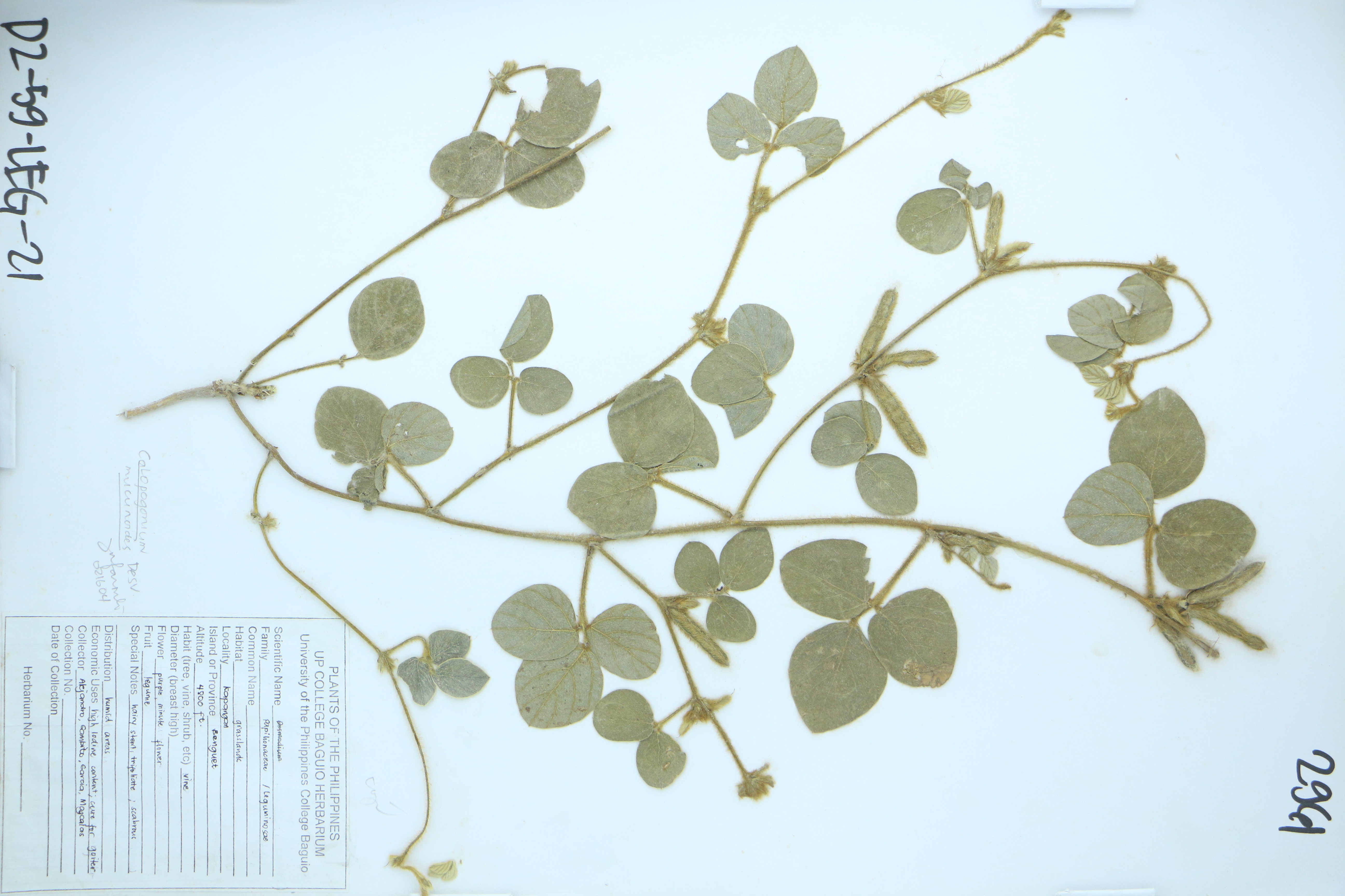 Calopogonium mucunoides